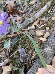 Symphyotrichum laeve concinnum