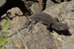 Gallotia caesaris gomerae