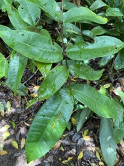 Myrcia riodocensis