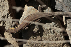 Gallotia caesaris gomerae