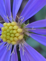 Symphyotrichum laeve concinnum