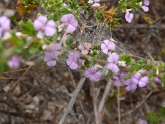 Muraltia satureioides