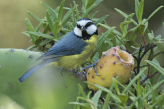 Cyanistes teneriffae