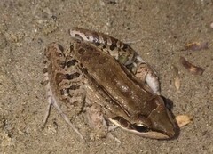Leptodactylus insularum