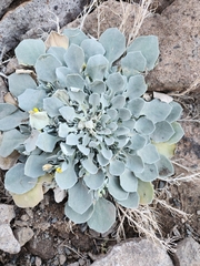 Physaria vitulifera