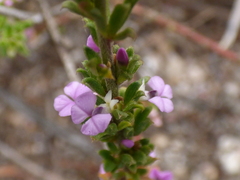 Muraltia satureioides