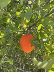 Ibervillea sonorae
