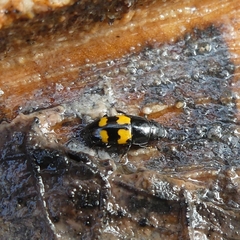 Glischrochilus fasciatus