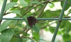 Elymnias hypermnestra beatrice