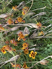 Anagrapha falcifera