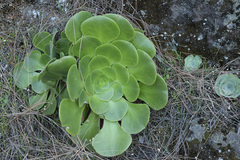 Aeonium canariense image