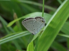 Euchrysops cnejus cnejus