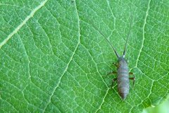 Pogonognathellus longicornis