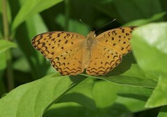 Phalanta phalantha phalantha