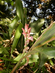 Alpinia japonica