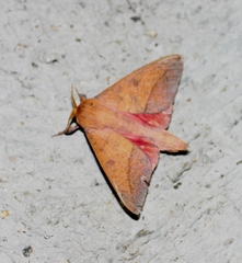 Adeloneivaia