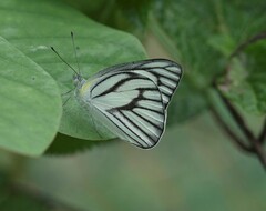 Appias libythea olferna