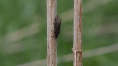 Sialis