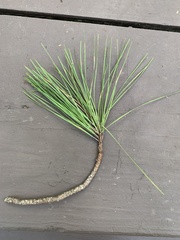 Pinus taeda