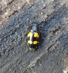 Glischrochilus fasciatus