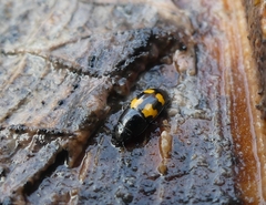 Glischrochilus fasciatus