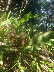 Alpinia japonica