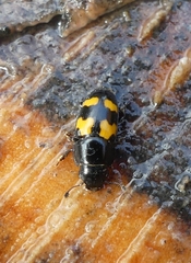 Glischrochilus fasciatus
