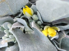 Physaria vitulifera