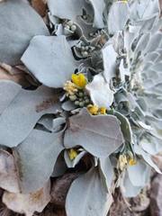 Physaria vitulifera