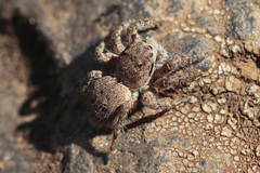 Aelurillus lucasi