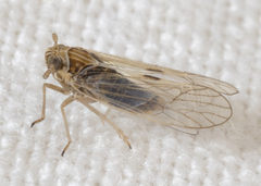 Metadelphax propinqua