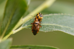 Deraeocoris flavilinea