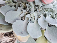 Physaria vitulifera