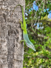 Anolis allisoni
