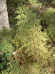 Osmunda spectabilis