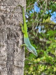 Anolis allisoni