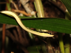 Dendrelaphis pictus