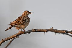 Mirafra erythroptera