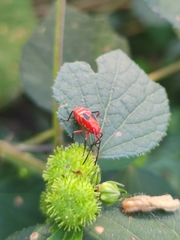 Dysdercus suturellus