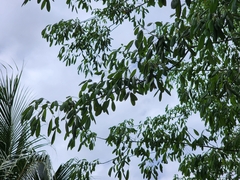 Picrodendron baccatum