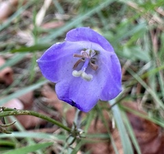 Campanula rotundifolia