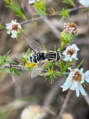 Helophilus latifrons