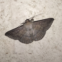 Lepidoptera