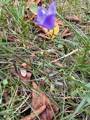 Campanula rotundifolia