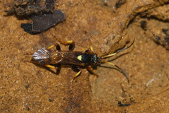 Ichneumon