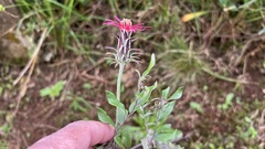 Mutisia coccinea coccinea