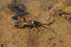Ichneumon