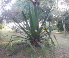 Furcraea foetida