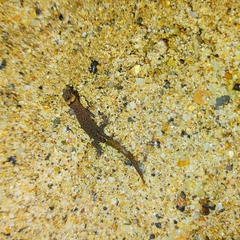 Lepidoblepharis