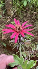 Mutisia coccinea coccinea